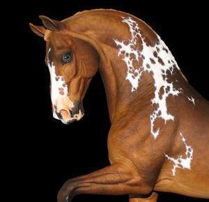 Extremely Beautiful! - This Paint really is! I love Paints and this one is one of my favorites pictures of one!