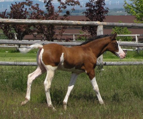 Pinto Foal - The pinto pattern is called a 'Splash'.