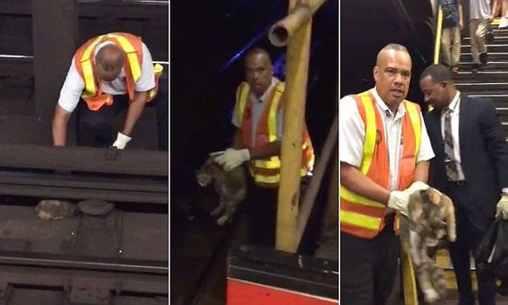 An MTA Employee Rescuing A Kitten In New York City MyLot