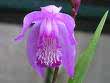Flower - Japanese Orchid