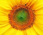 sunflower - sunflower