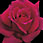 Rose - Rose