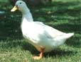 duck - very cute