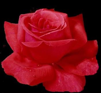 red rose  - red rose