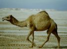 camel - camel walking