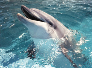 Song of a dolphin is beautiful - Song of a dolphin is beautiful to hear!