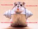 work out - work out hamster