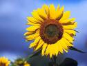 sun flowet - sun flower keeps cheers