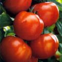 a  snap  of  a  tomato - a   snap   of   a  t omato