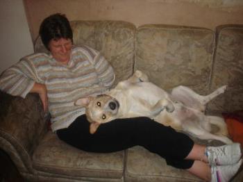 my dog with my wife - just look at him on my wifes knee 