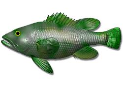fish - fish1