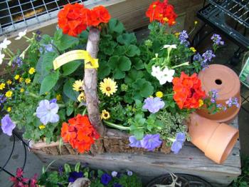 clay pots - clay pots for gardening