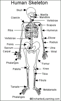 Human skeleton - 206 bones