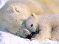 Polar bear - They are resting.