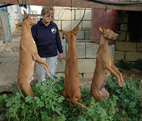 Animal cruetly - Three dogs strangled at Xewkija