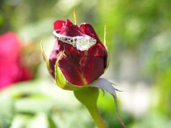 Artsy Ring Photo on Rose - Cubic zirconia and silver ring on a rose