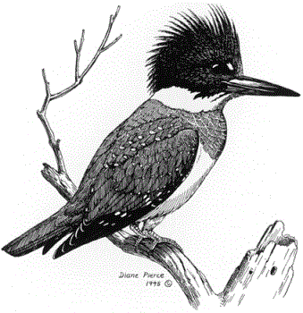 Birds - .. Birds - ..