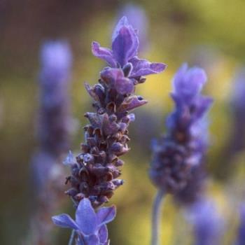lavender - lavender had been in use for centuries for health and mental issues