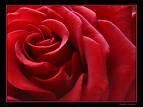 rose - red rose