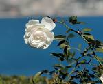 white rose - white clean rose