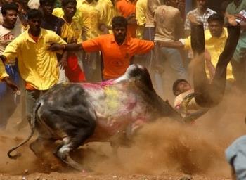 Bul taming - In Tamilnadu -- India