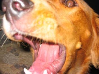 bad dog yell - lizzy barking