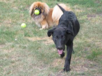 Pekanese /Labrador/shepard puppy - two dogs playing 