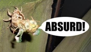 Absurd!  - Absurd! Absurd! Absurd! Absurd! 