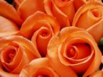orange roses - orange color of roses