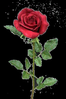 A rose can reach the heart. - A single red rose can open the heart of just about anyone.