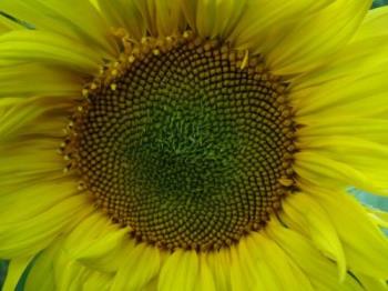 Sunflower - sunflower