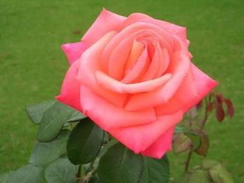 rose - Photographed at Mysore Flower show