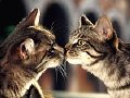 kitties - kitties kissing each other.