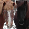 horses -  2 friendly ponies. Prices of hay and cost to feed horses is high this winter
