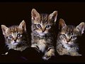 kitties - How cute kitties & they are looking at you.