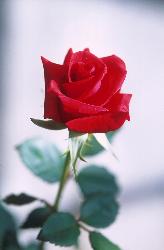 red rose - a single red rose