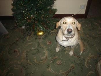 nero - here he is guarding our christmas tree, ohhhhhhhh the fear