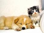 puppy  - puppy and cat