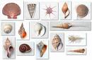 Sea  Shells - A shell is the hard, rigid outer covering, 
of certain animals