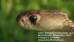 eye of snake...... - snake&#039;s eye.... very close view.....