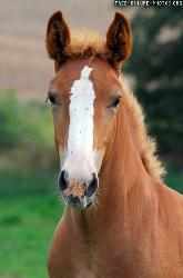 horse - horse