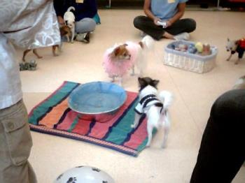 Gizmo and Friends at MeetUp - This is Gizmo, my blue and white chihuahua playing with his friends at The New England Chihuahua MeetUp.  They are enjoying a halloween party and bobbing for treats.