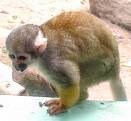 Small Monkey - Very Dexterous