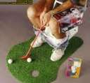 Now that&#039;s Entertainment - This is a photo of a guy sitting on the potty with a putting green at his feet, tying to sink a golfball.