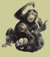 laughing monkeys - laughing monkeys