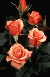 Rose - Lovely flower rose