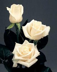 white roses - white roses