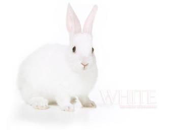bunny - white bunny