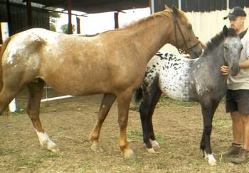 my filly with her mother - Her mother is a appaloosa and the sire, but the sire is solid.