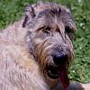 Wolfie the Bravehearted - photo of mans best friend, the steel grey irish wolf hound lounging in the grass